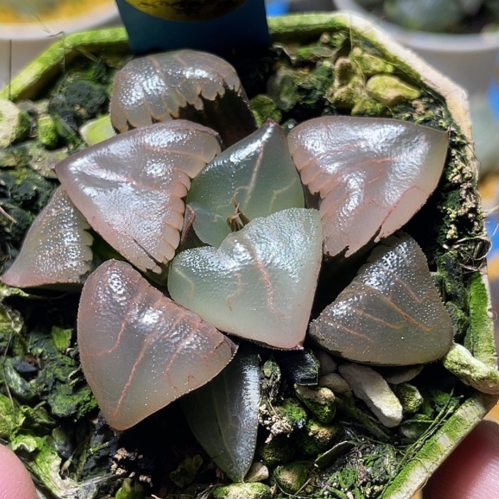 778新糯阿特选福利