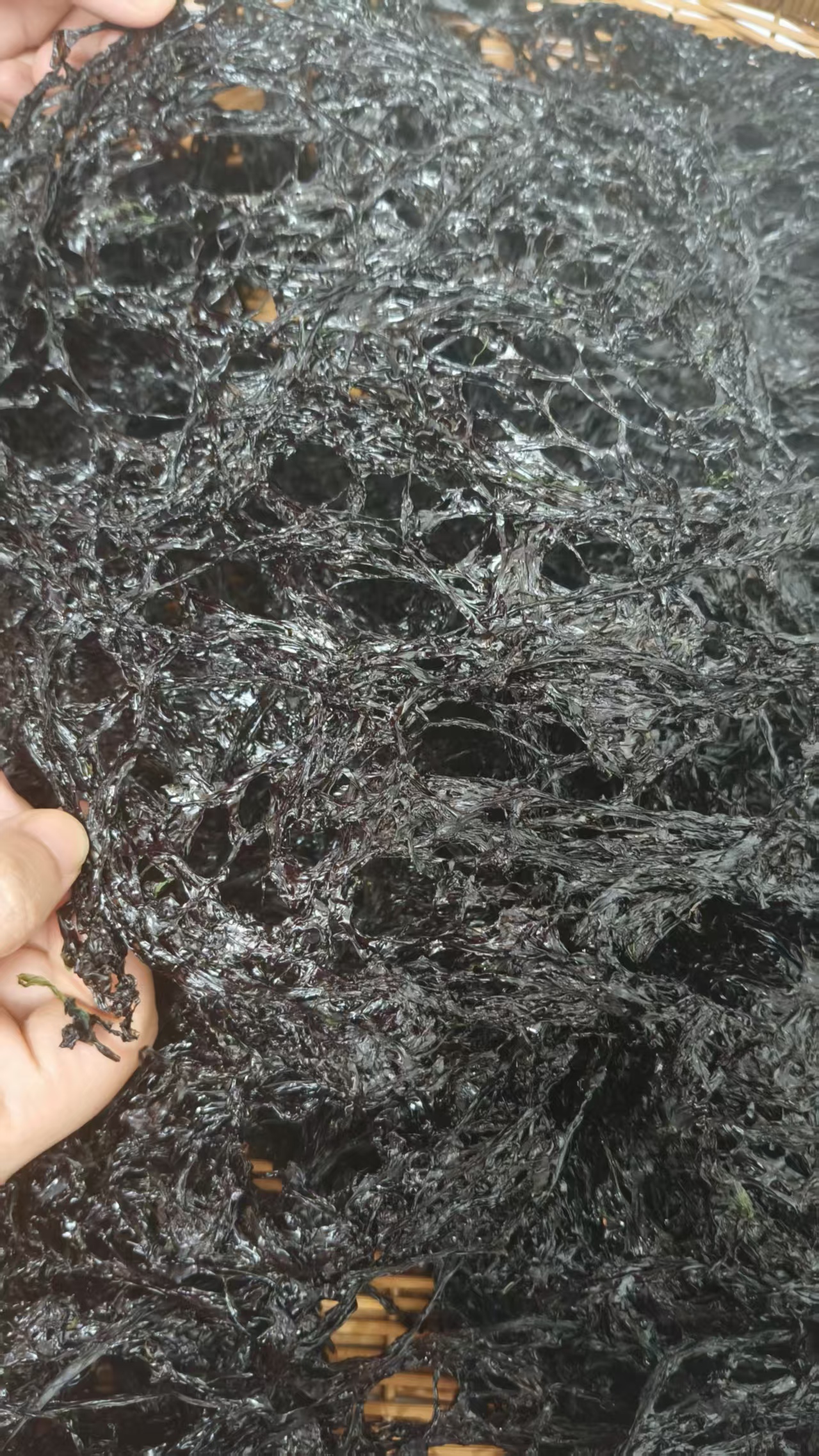 2025超头水紫菜无沙免洗紫菜尝干货 