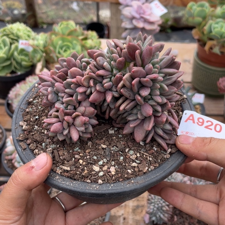 哈哈哈哈哈哈哈哈哈哈哈哈哈哈哈920