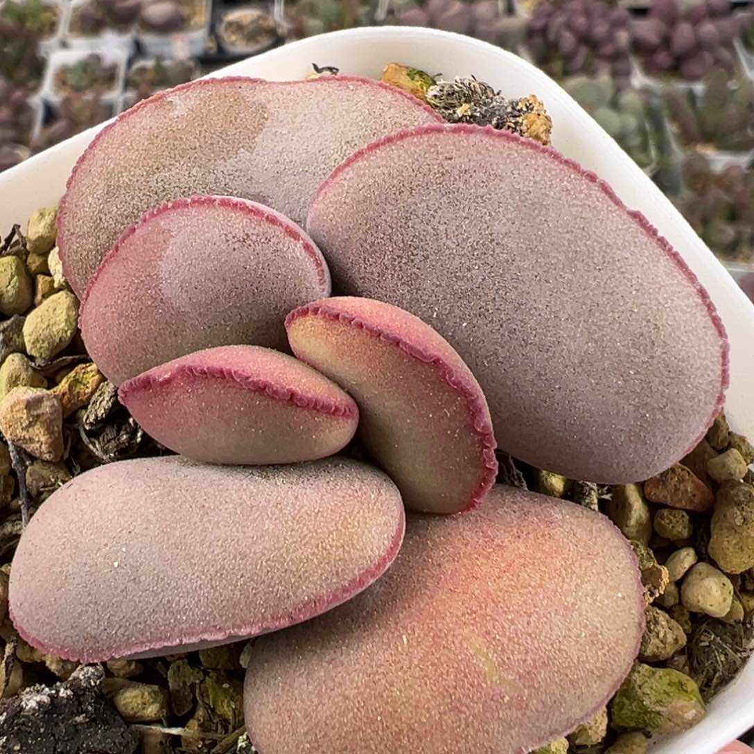 白肌红蛋单头纯木质桩多肉