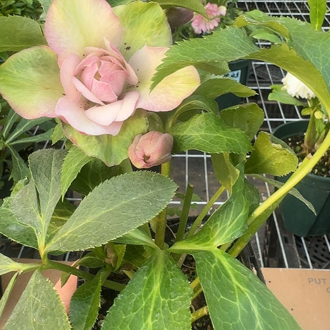 呓***飞完全开放铁筷子3438