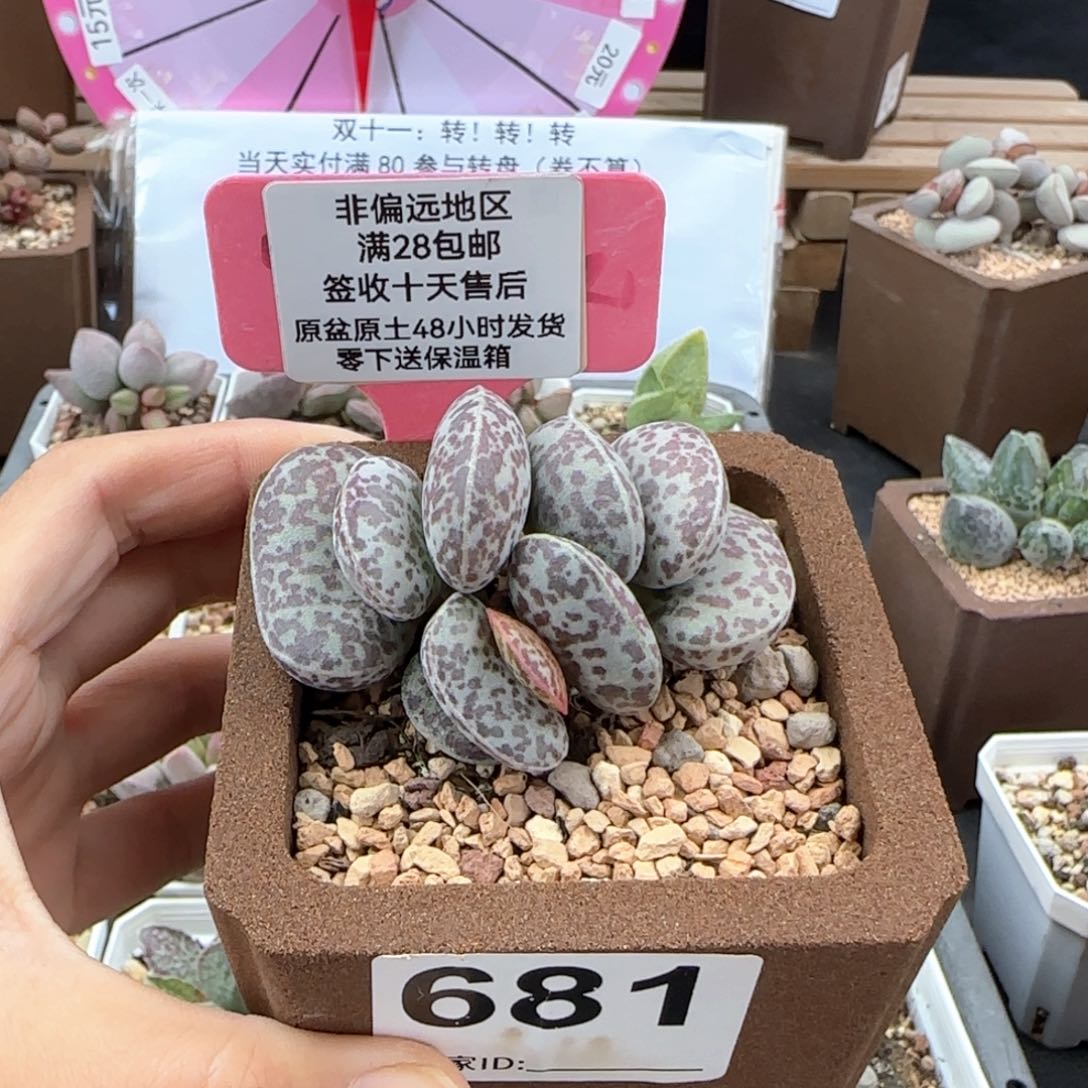 樂**?681密斑花旦多肉