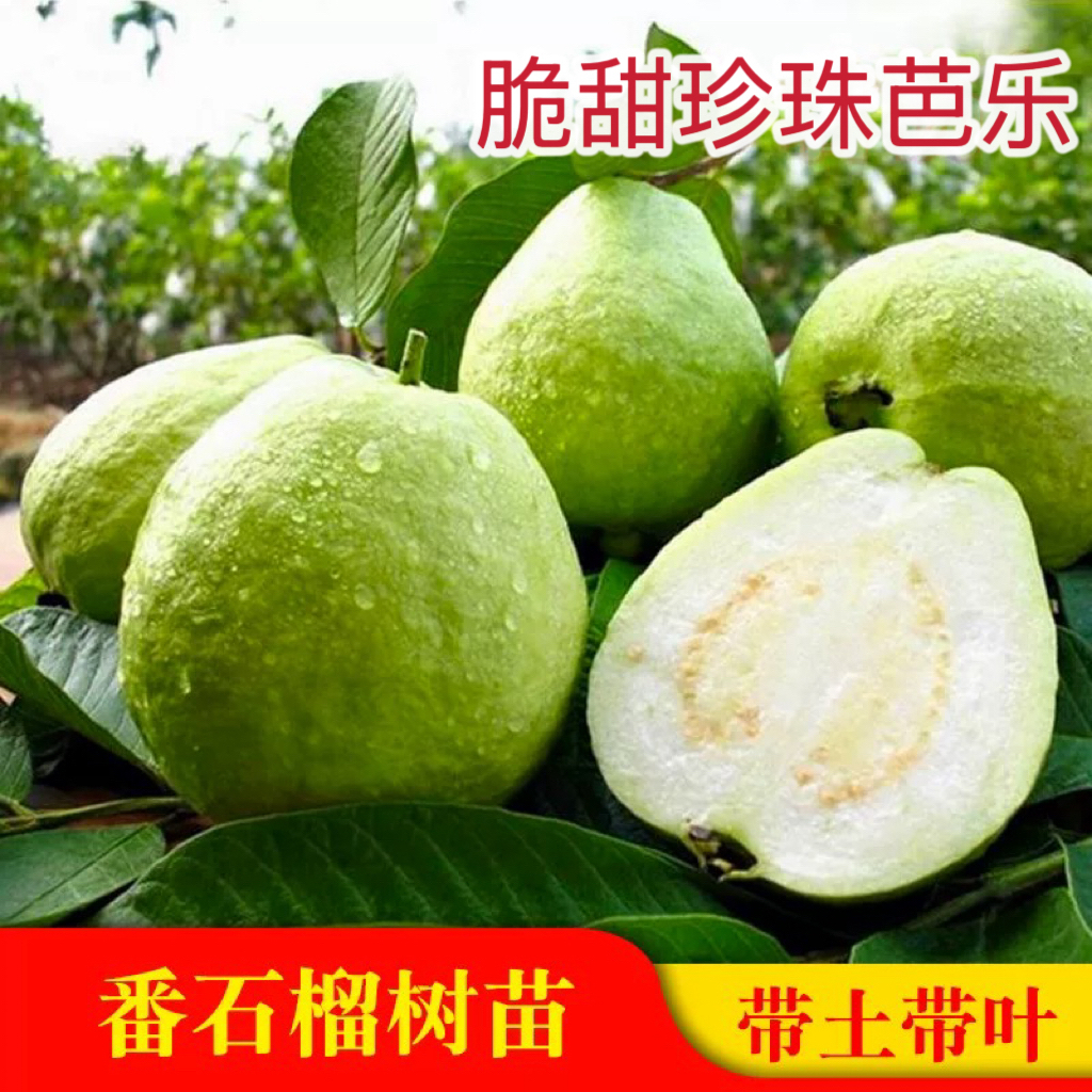 台湾水果珍珠四季番石榴苗番石榴苗红宝石番石榴苗当年家庭可结果