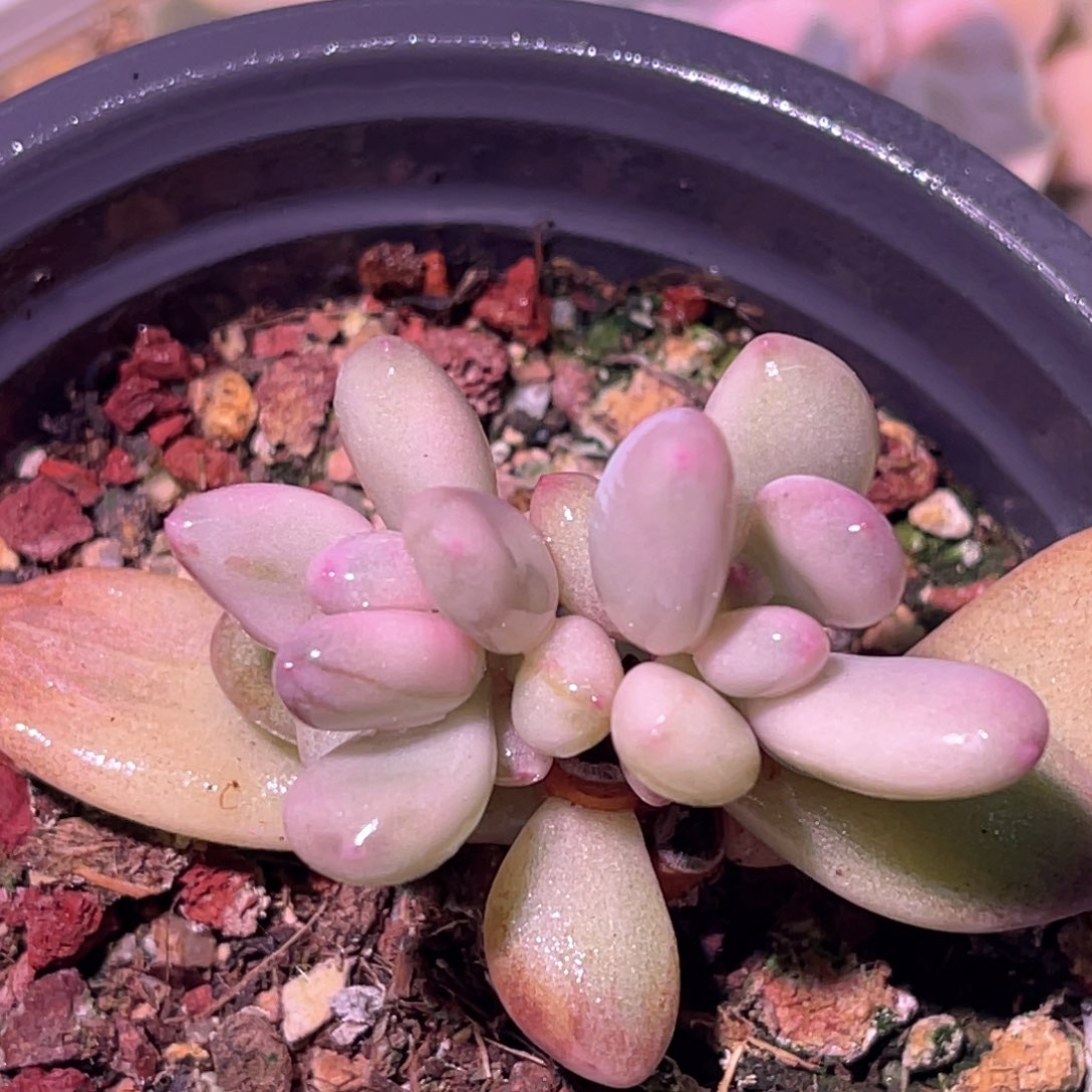 多肉特价三日月美人锦底座6860