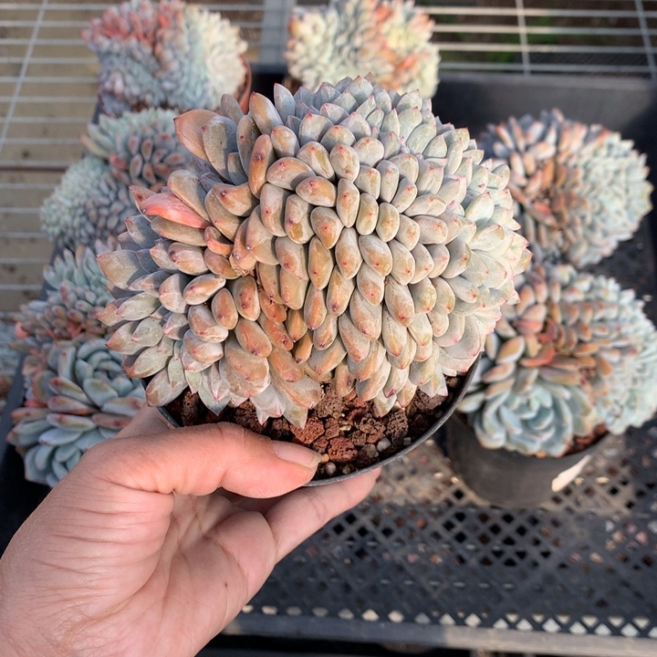 冰***雨12664缀嗯嗯嗯嗯嗯嗯好喜欢