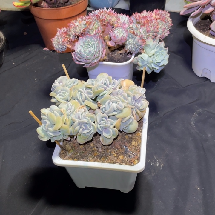 关***、露西可爱玫瑰缀化