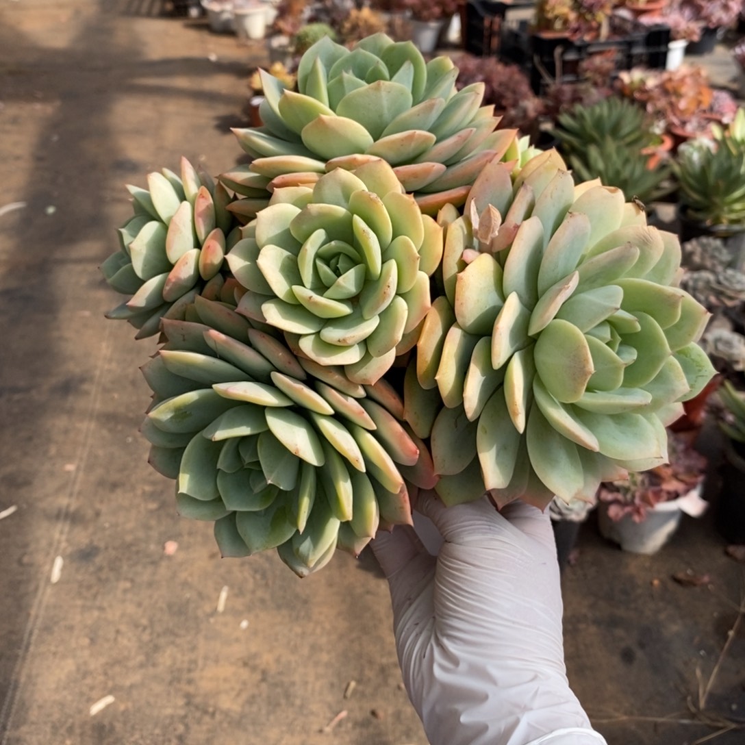 静***音527果冻恋曲一物一拍