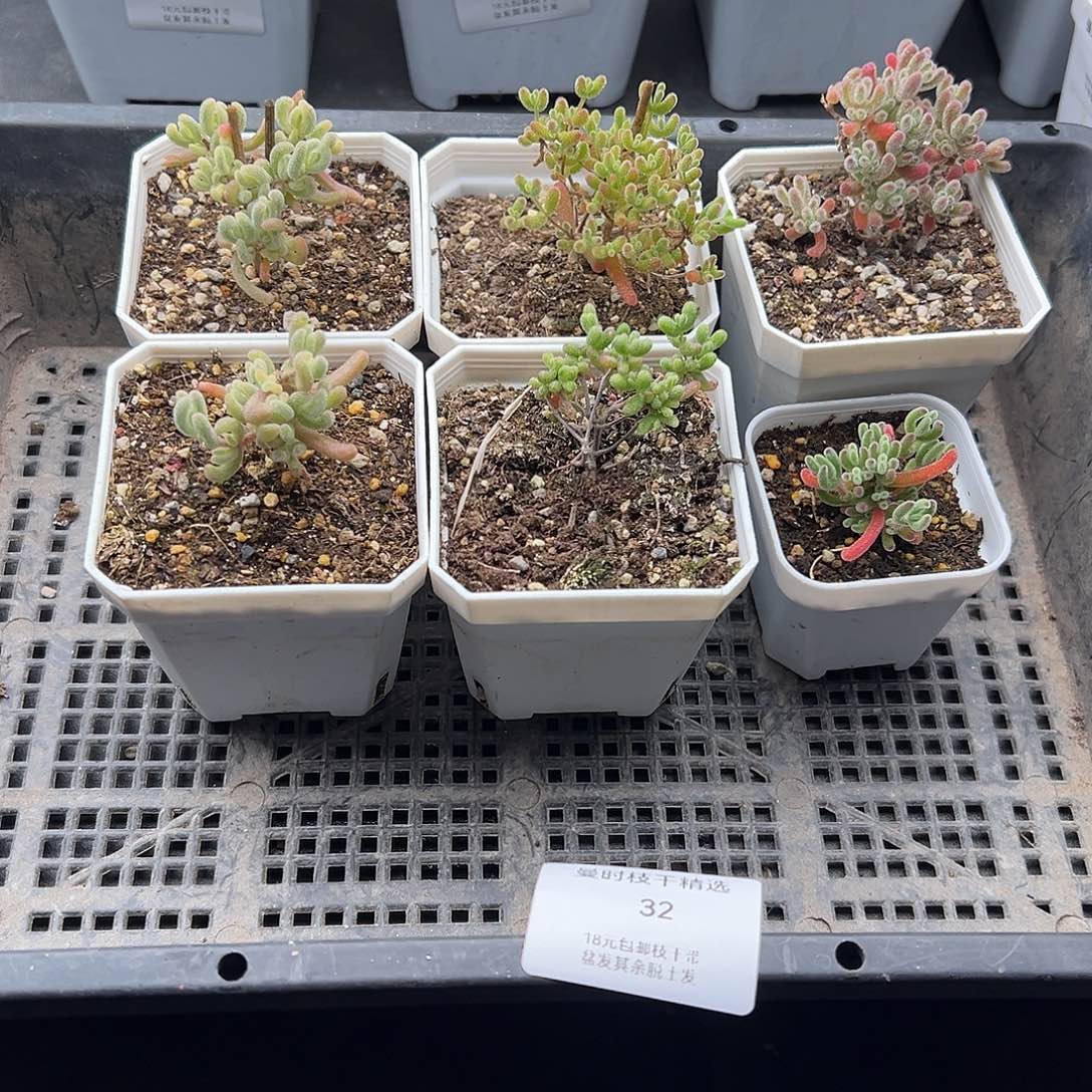 ?***～32号枝干6颗12.25多肉