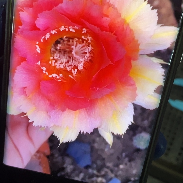 凤凰羽侧芽歪3-4公分满18包邮