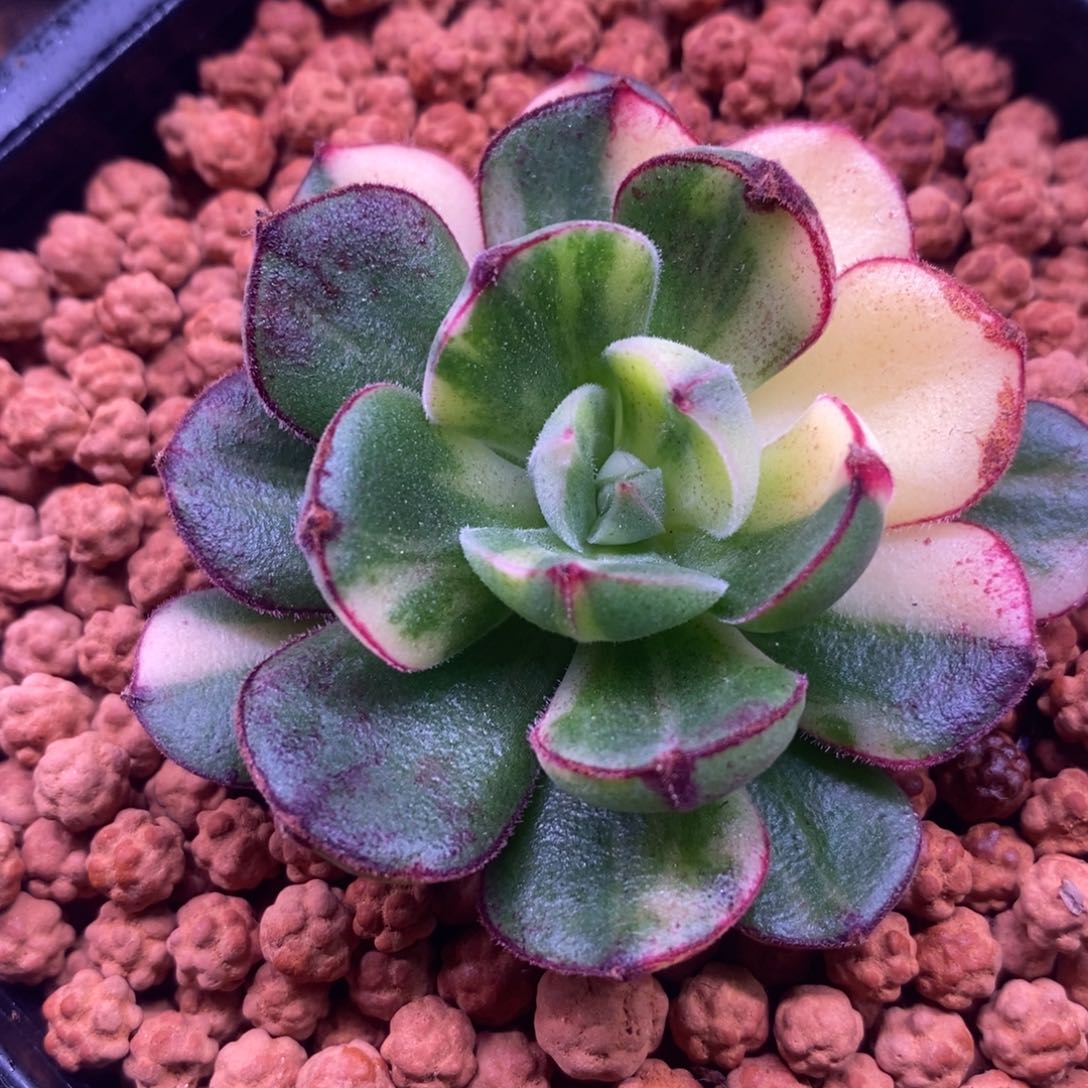 丹尼尔锦 多肉植物