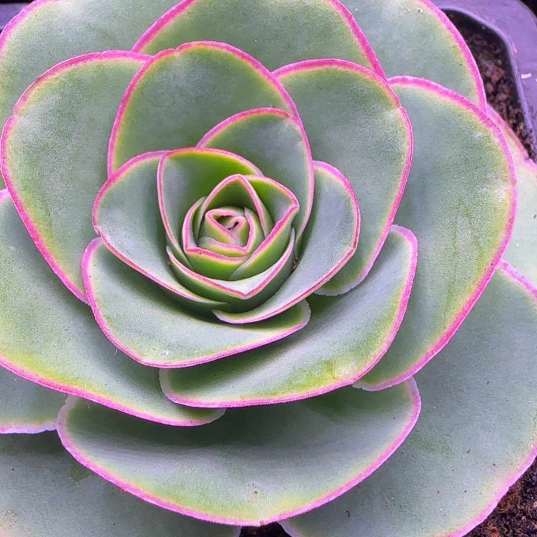 6.5厘米玫瑰花42434686886