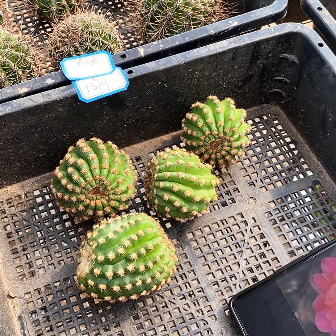 毛 TS101短刺/侧芽歪20包邮/5公分