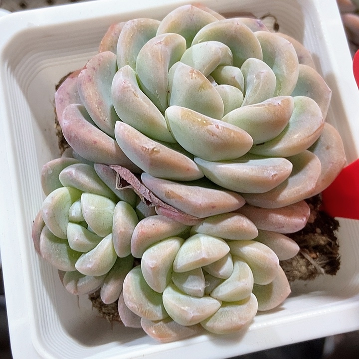 多肉植物冰玉838