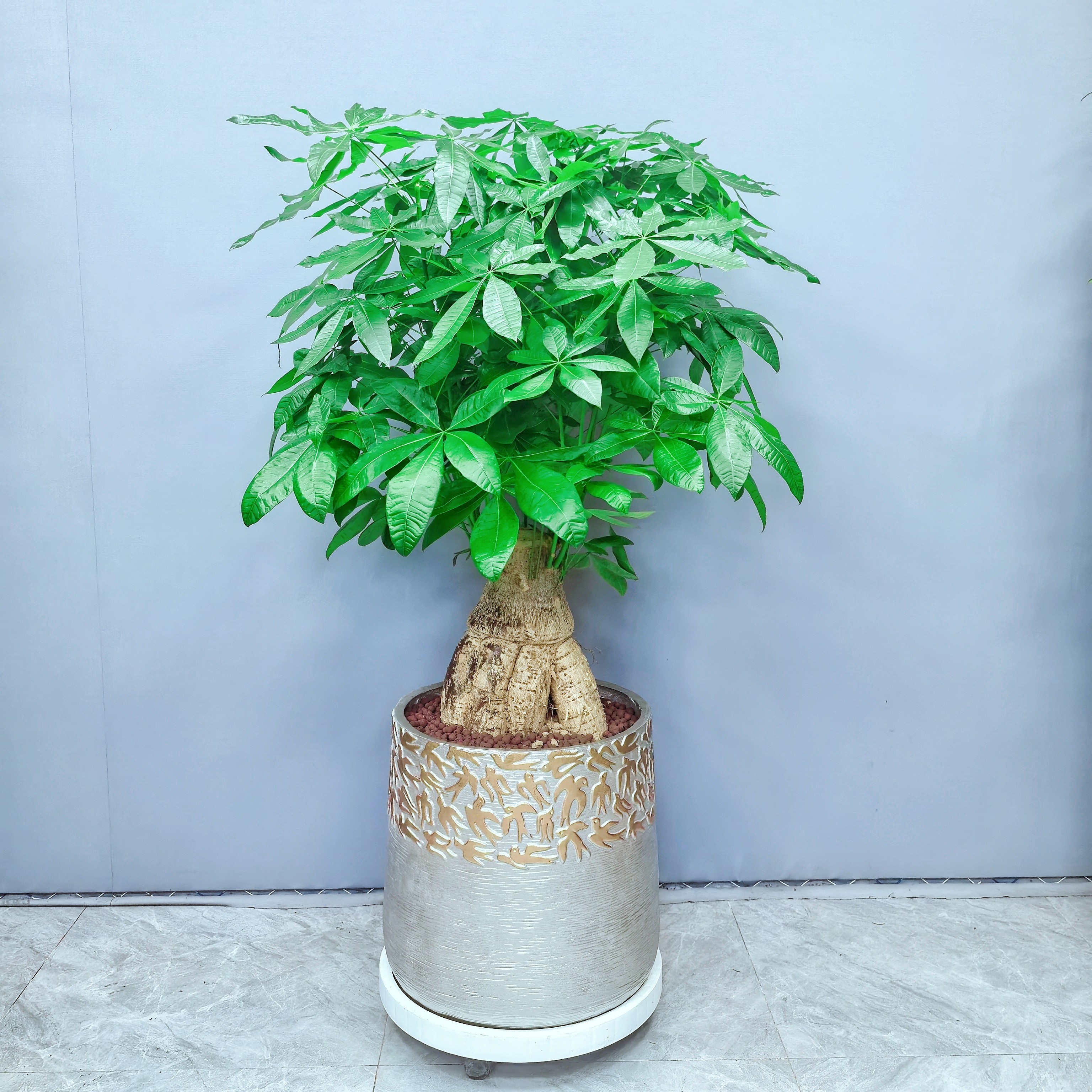 植研社精品提根人参根造型室内好养盆栽发财树办公室金钻易活