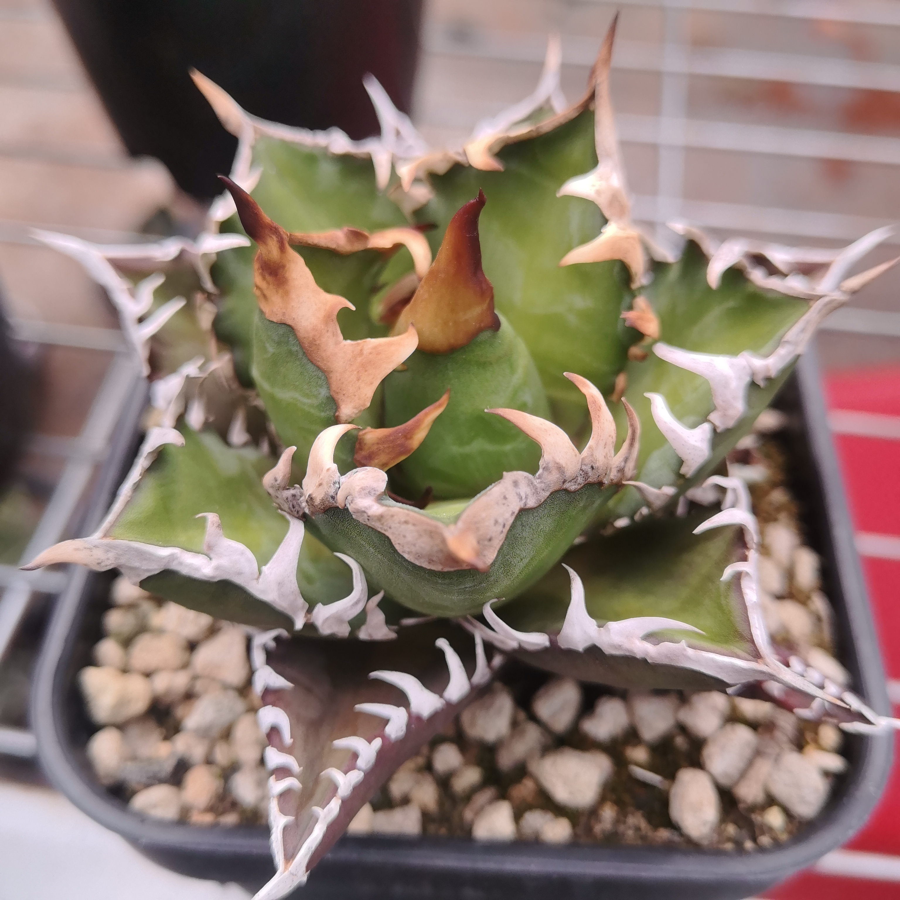 红猫 龙舌兰多肉植物适合新手绿植盆栽 一物一拍