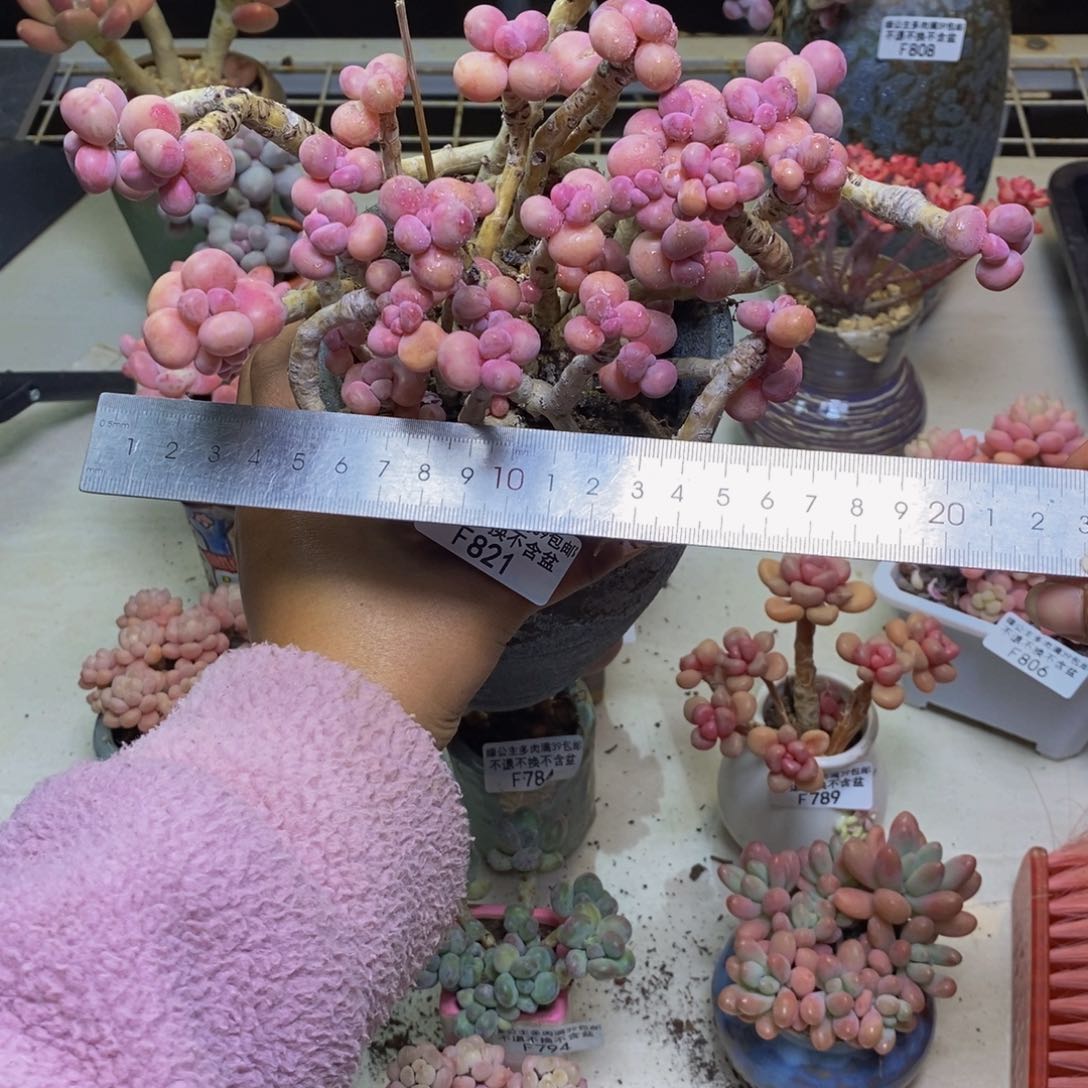 821腰子桃蛋多肉18c m 