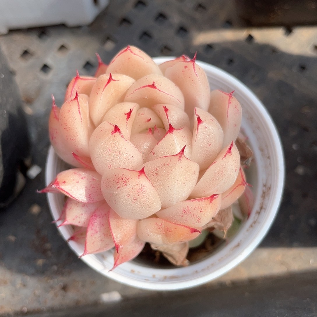 平****意优选麦秆福利975