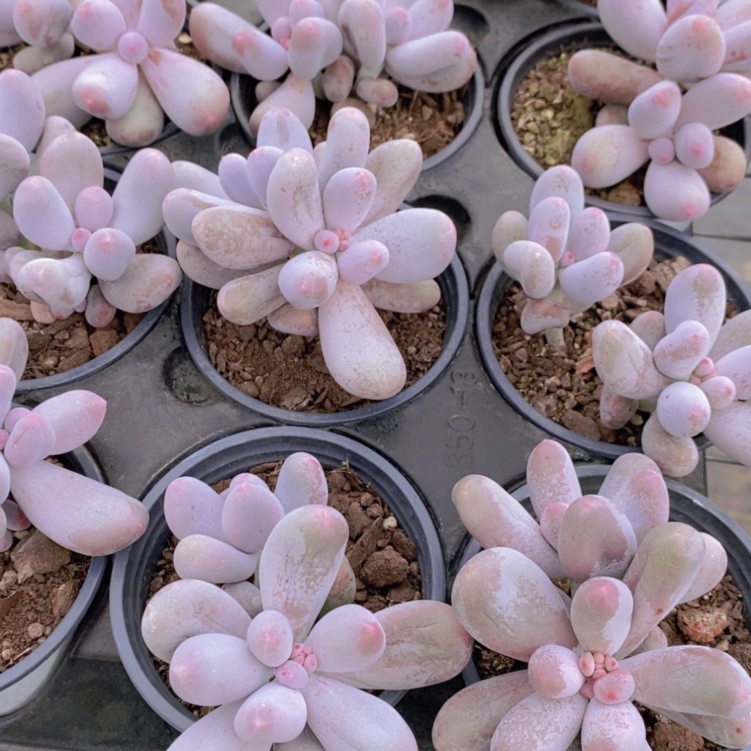 量拍48号 精品母本老桩米可奶酪双头一个