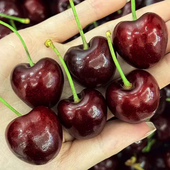 A【顺丰空运坏果包赔】桑提娜智利车厘子水果J-JJJJ内附果径卡