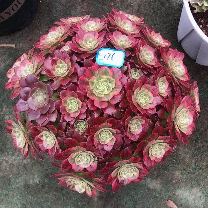 176安娜多肉法师