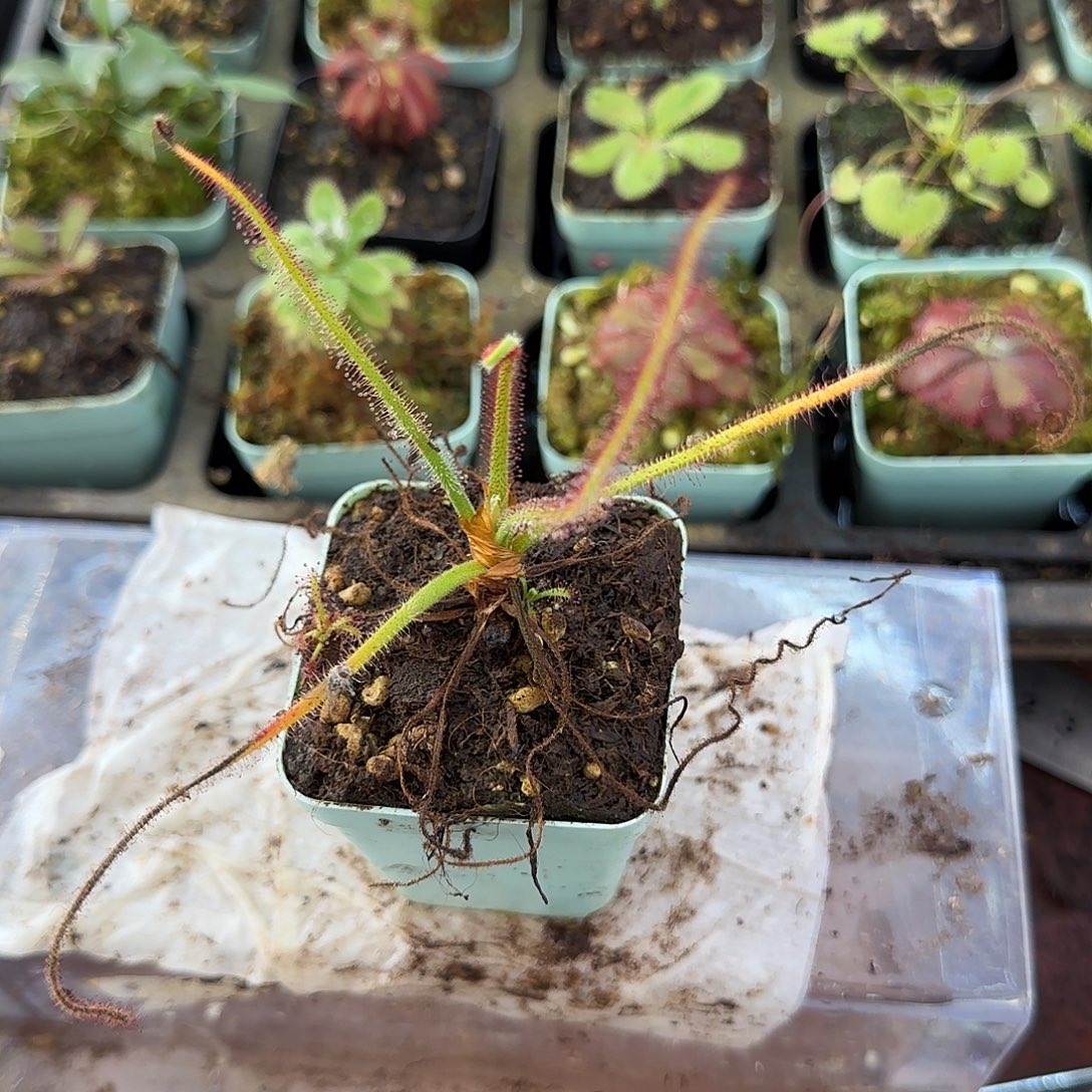 祖***无花朵螺旋茅膏菜