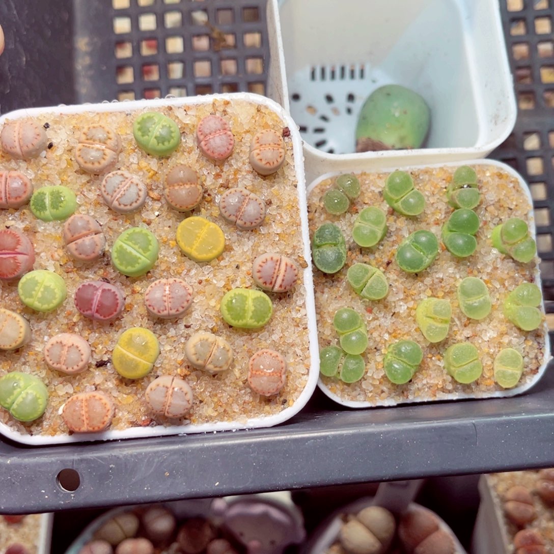 允***恩155号带盆包邮发货