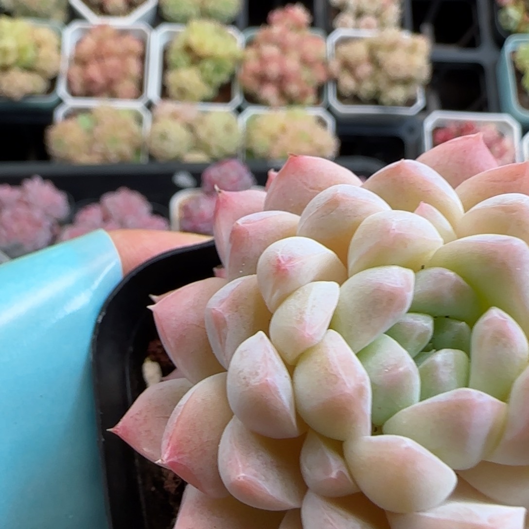 花语逸镜0126-419