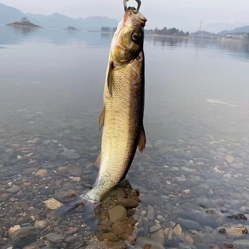 东北翘嘴岛子大白鱼新鲜冷水鱼3斤-18斤 净膛鱼 3斤-18斤