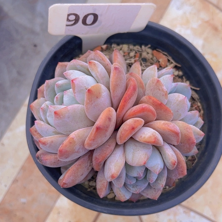 健健康康平平安安