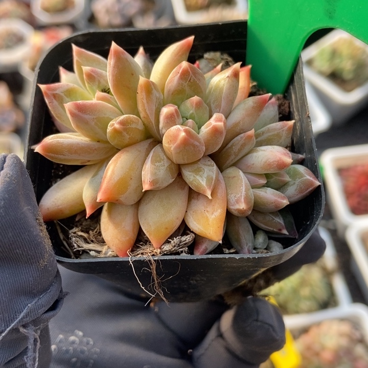 677美人杂多肉植物保护