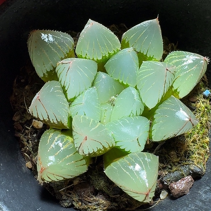 880糯米玉露带盆发货