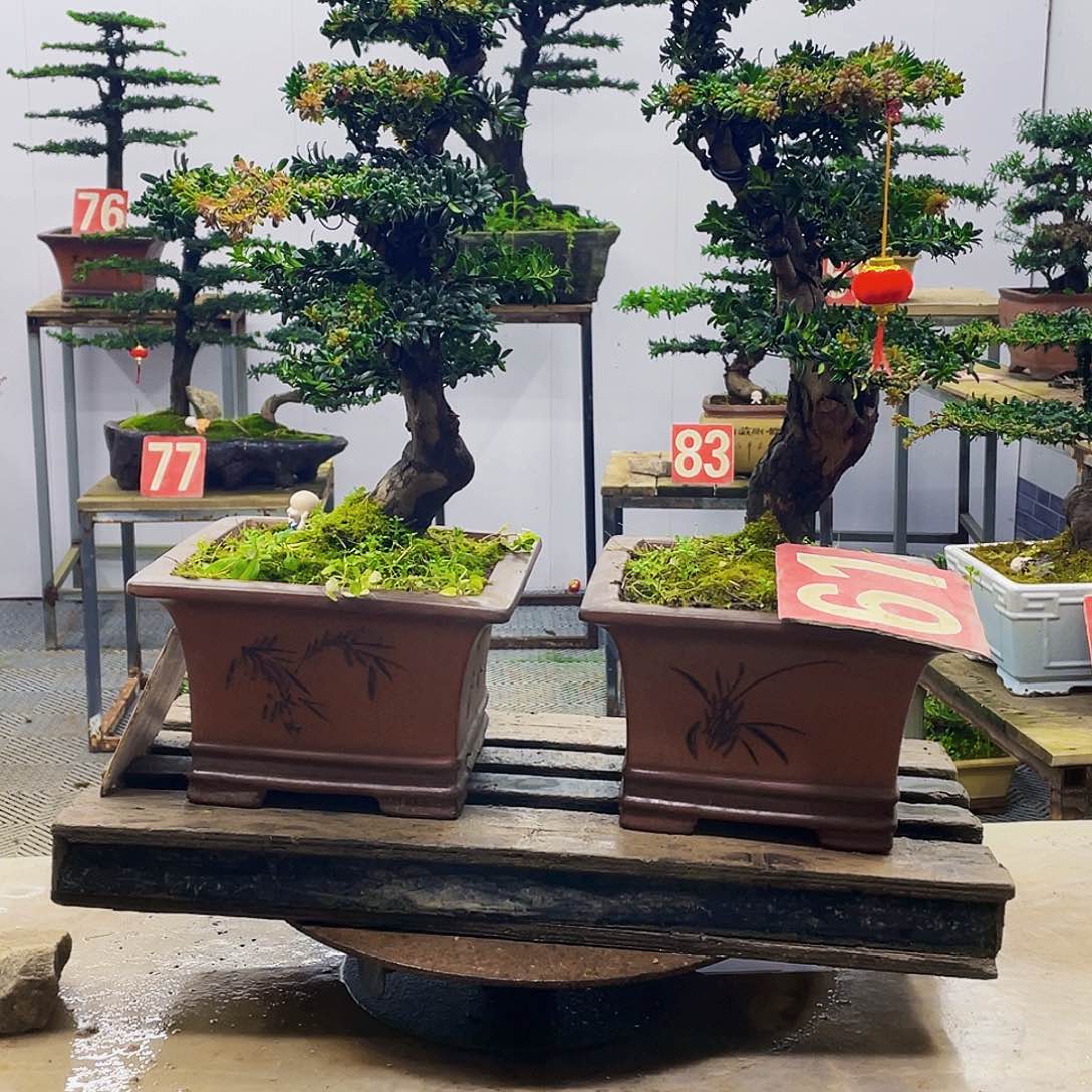 无花朵红芽珍珠罗汉松