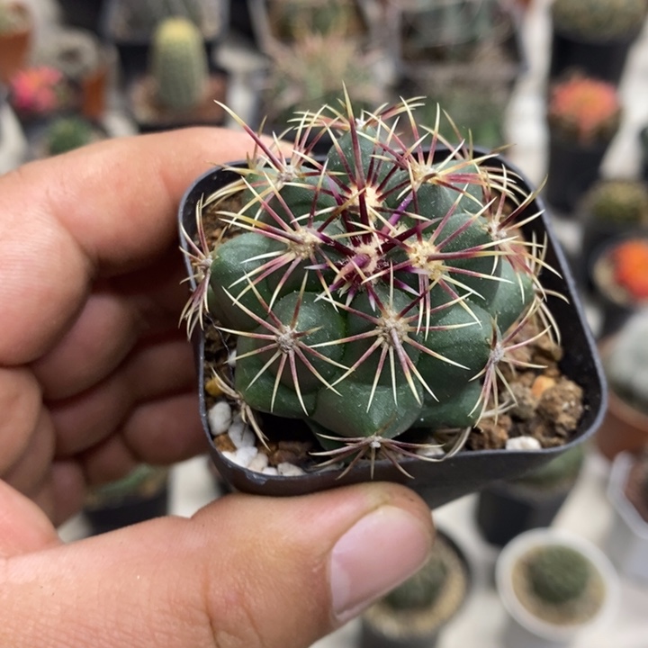 实生大统领特价福利