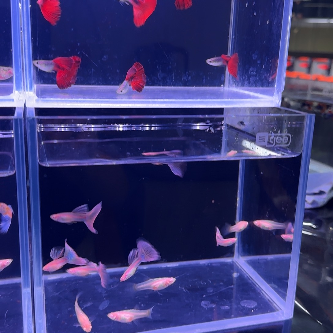 林家孔雀鱼观赏鱼金粉17条