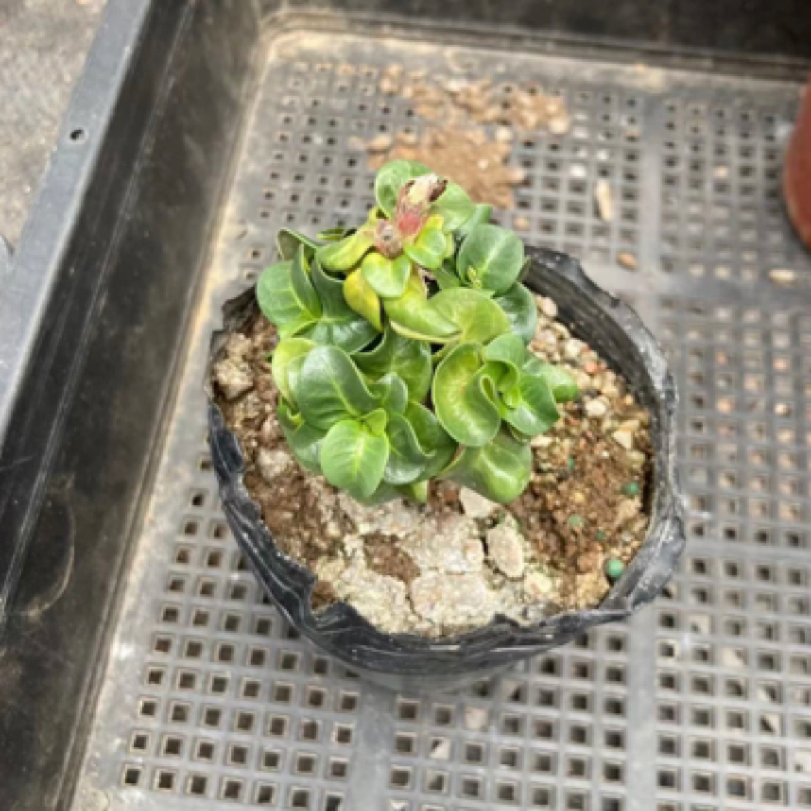 羊角沙漠玫瑰 块根