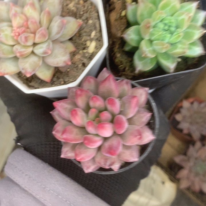 虞美人。 绿钻美人。 雪花美人。包邮