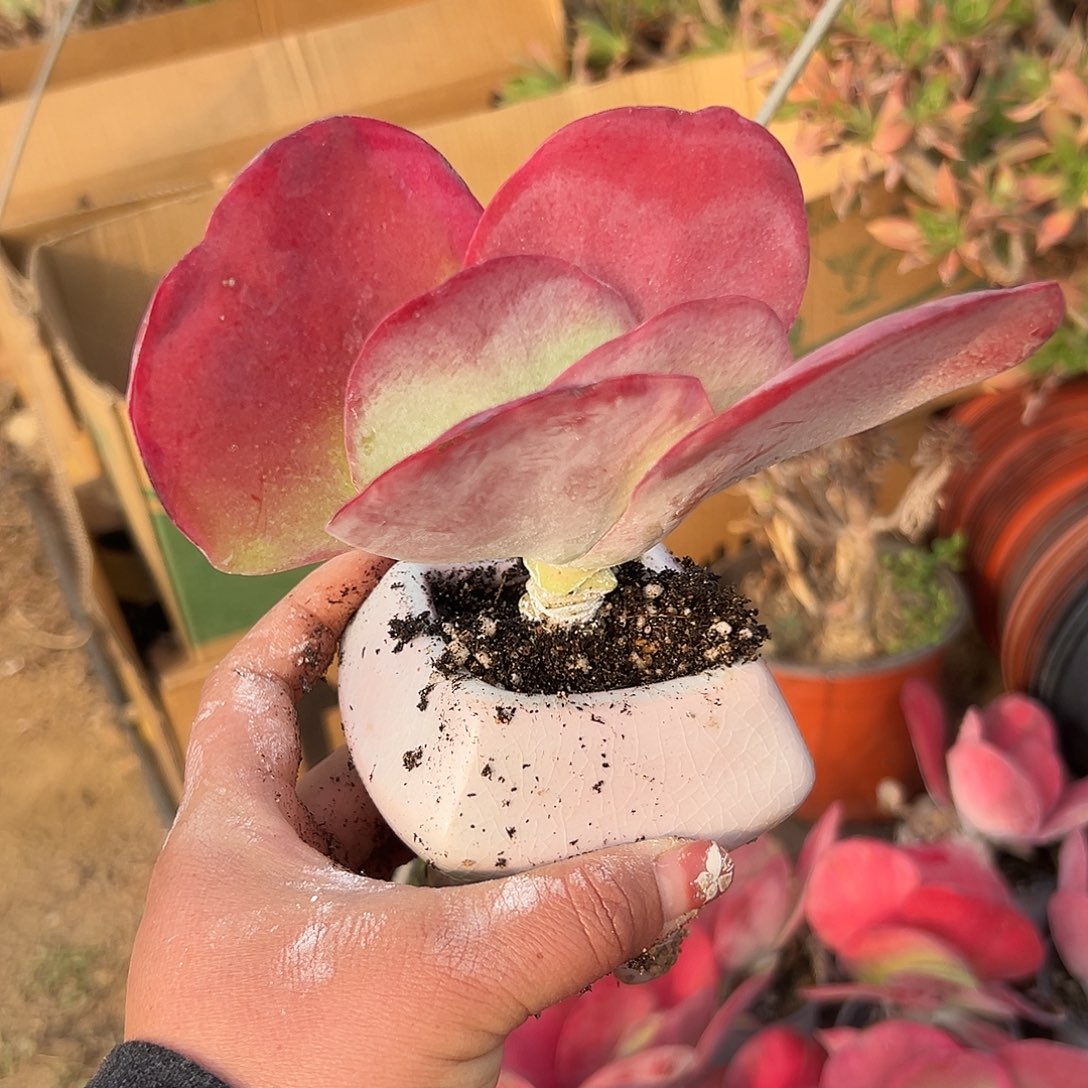 多肉植物唐寅锦单头