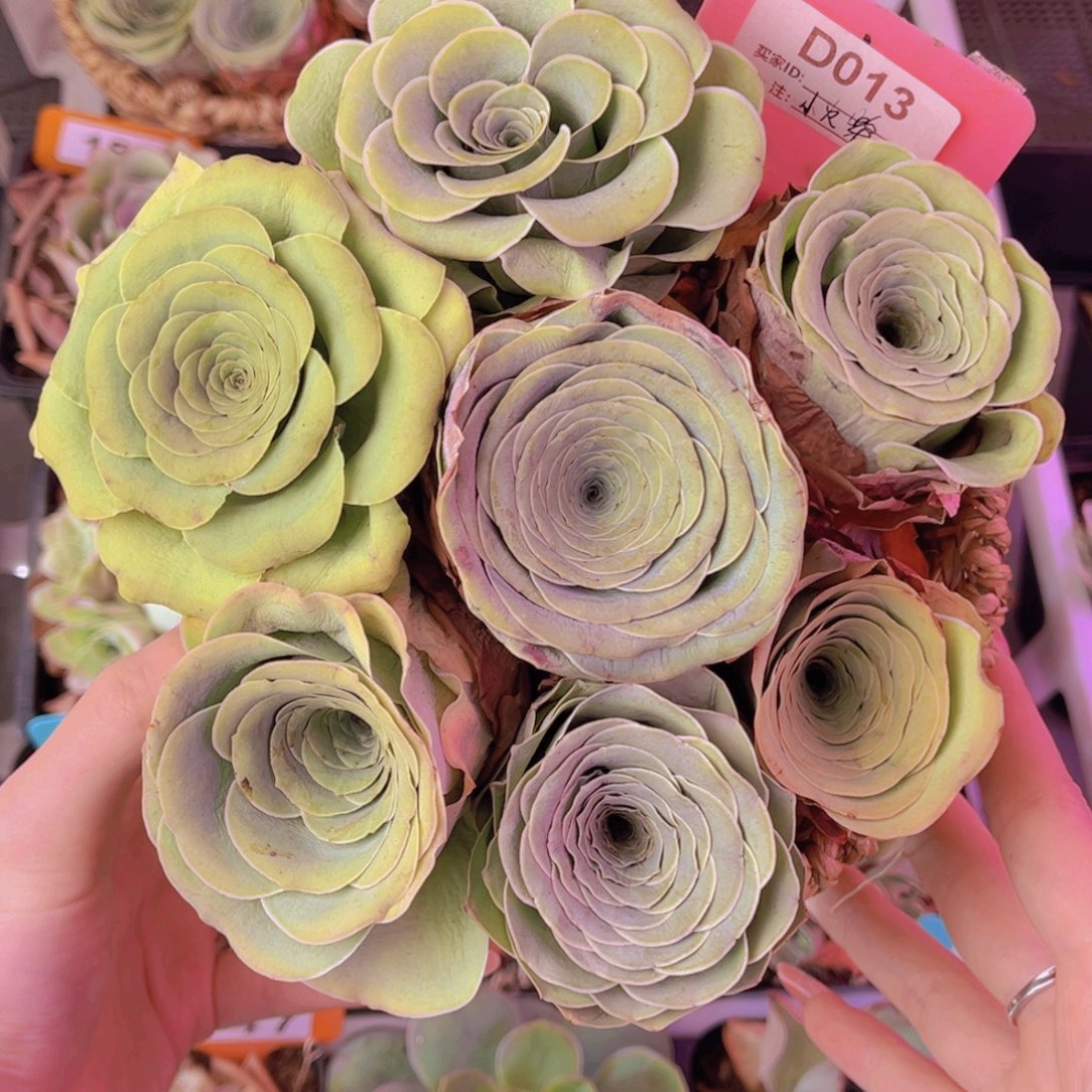 花篮一物一拍013号