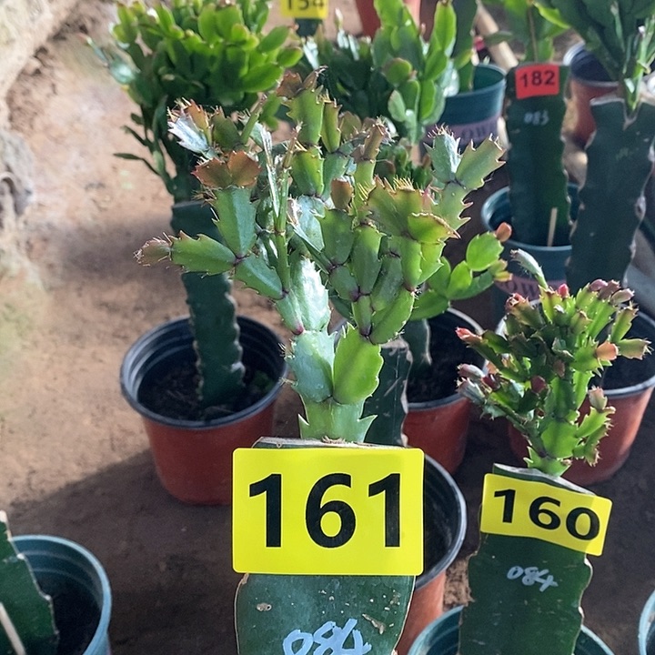 无花朵好****）084/161号新疆不包邮