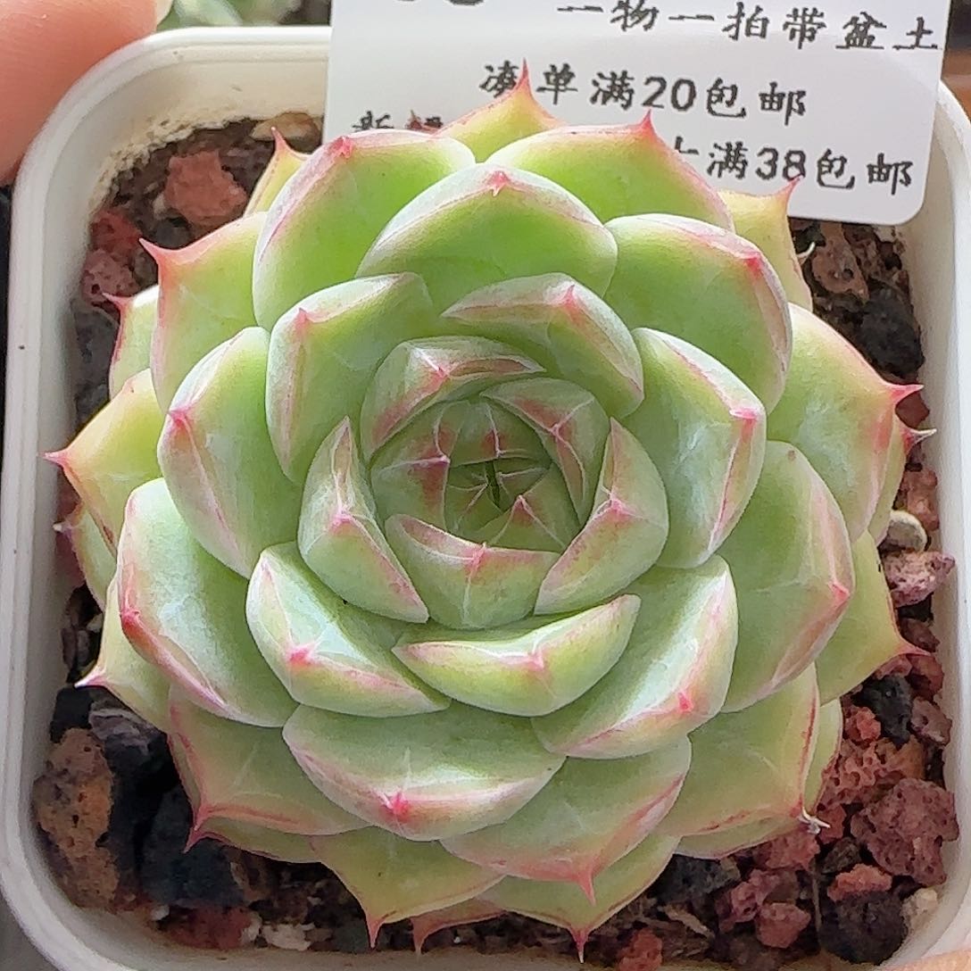 多肉0622-38女王玫瑰花