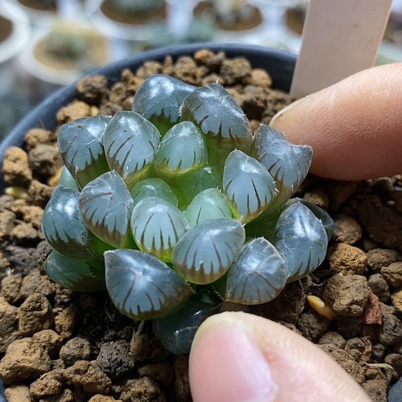 【闪购商品】53实生