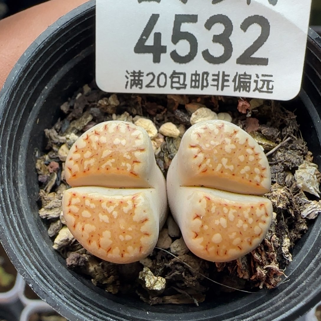 寿丽。    带盆土。         