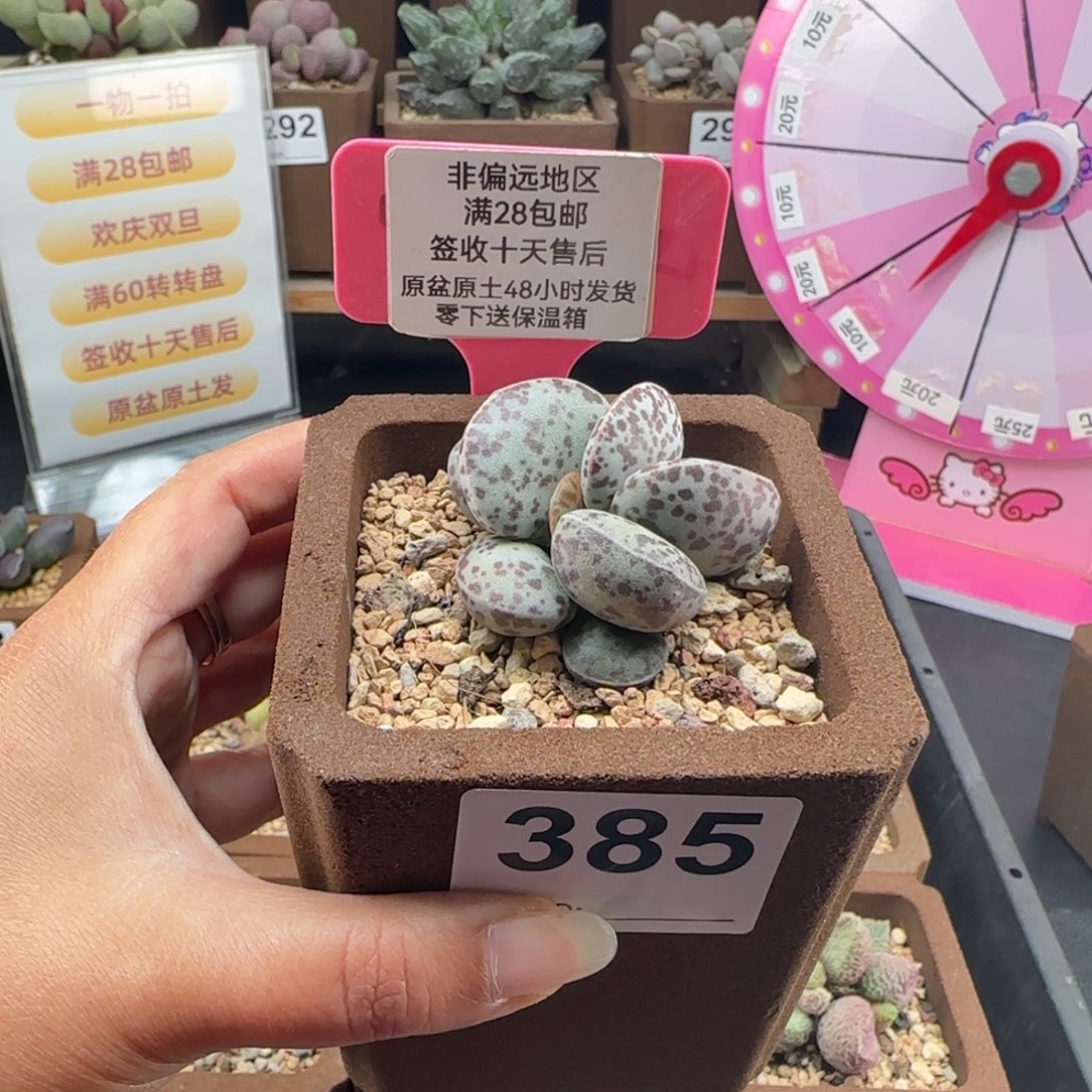 385巨型花旦多肉植物