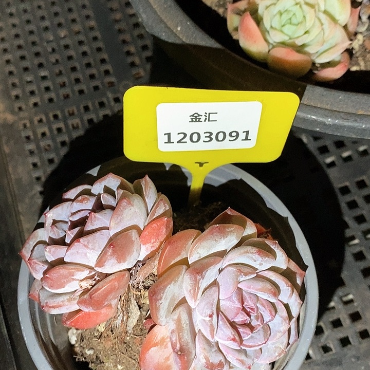 福利多多。1203091