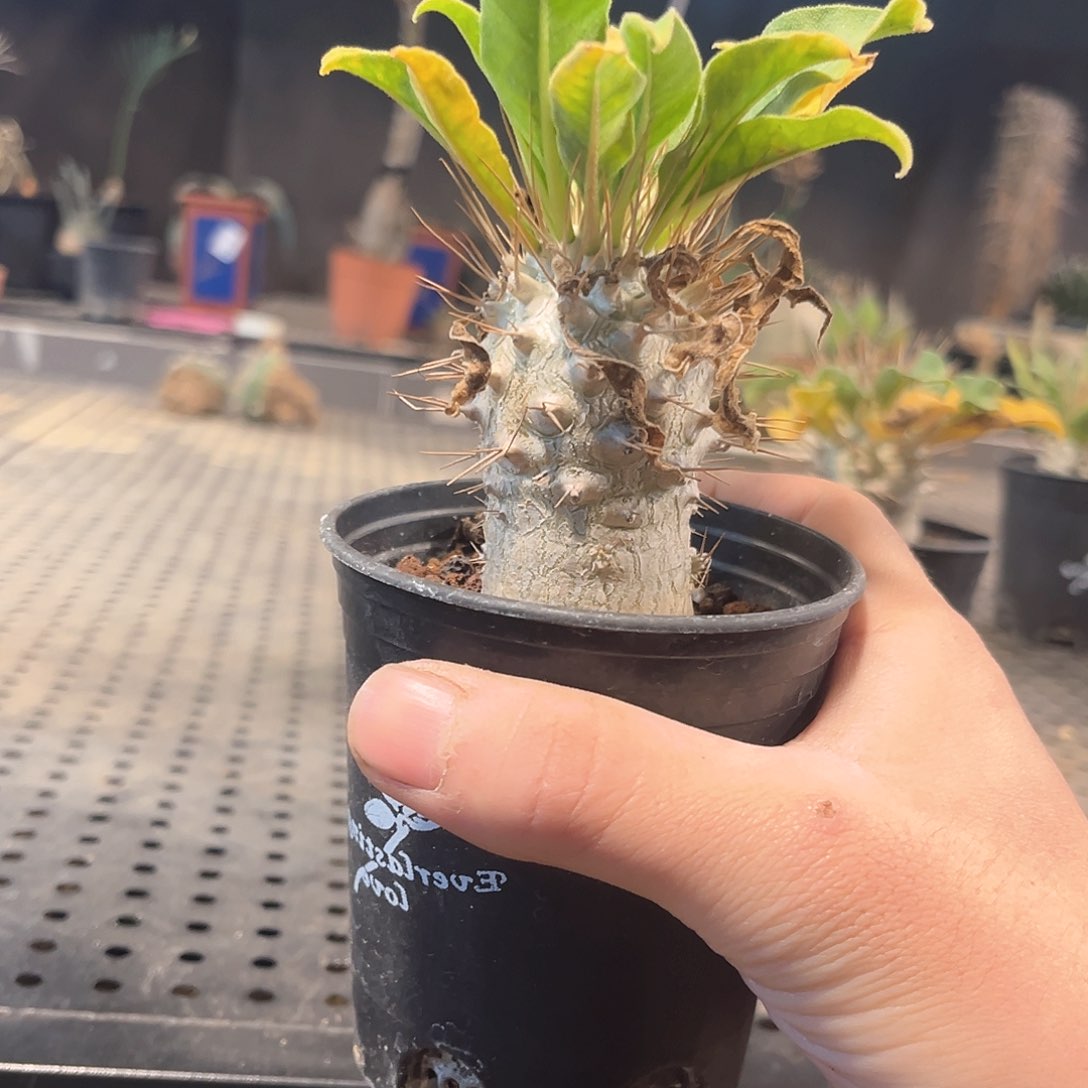 光堂棒槌11111111111111