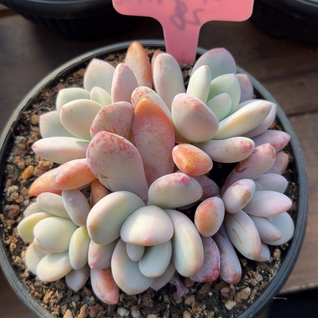 粉兔11111111111111111