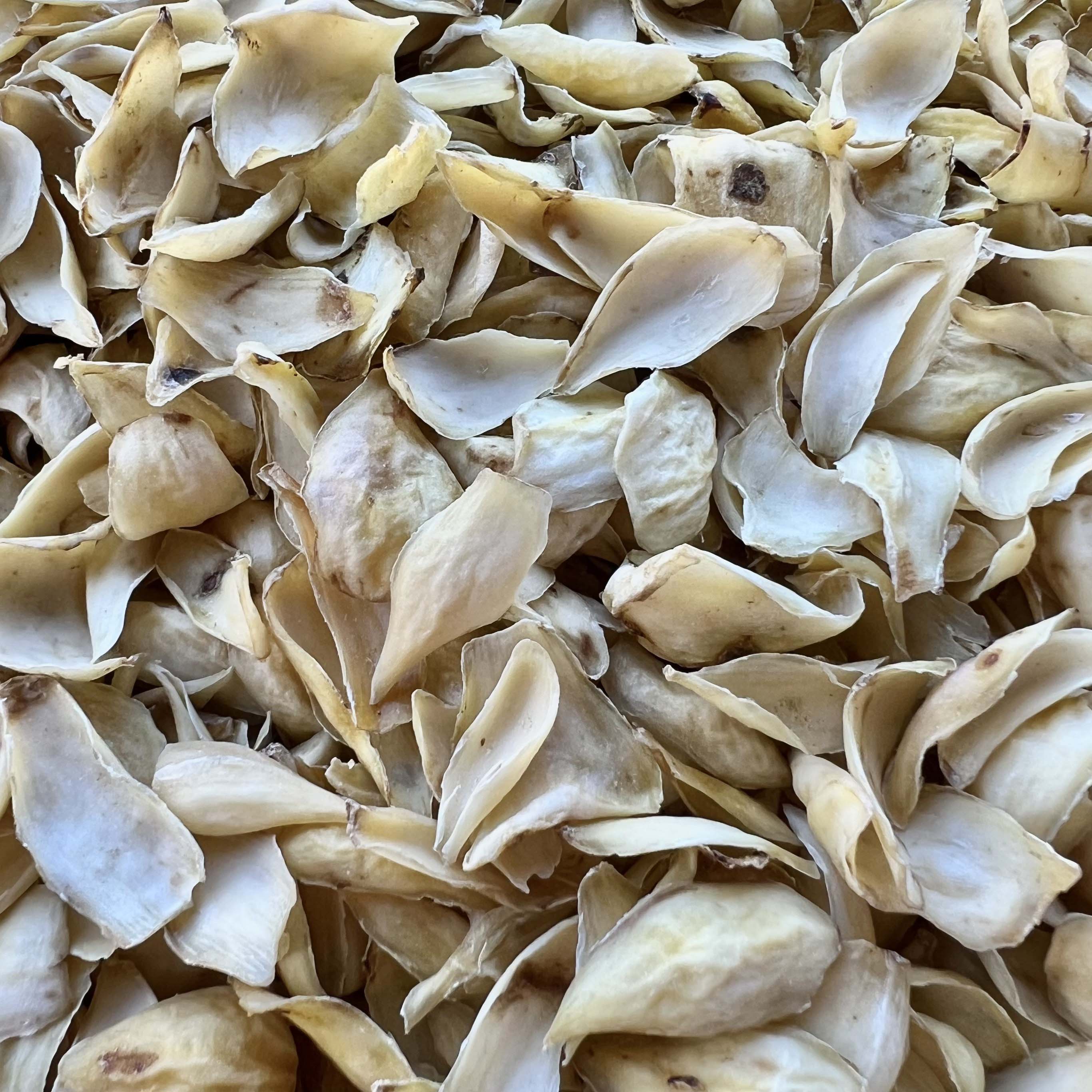 高山 农家 百合片