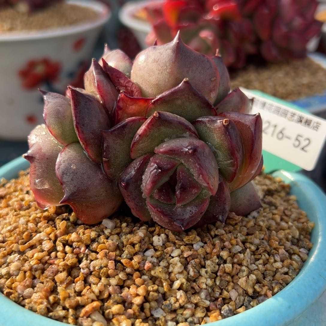 从前慢多肉精选编号0216.52