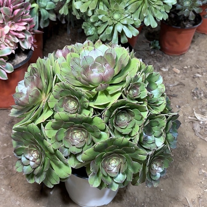 多肉植物万圣节拉丝14