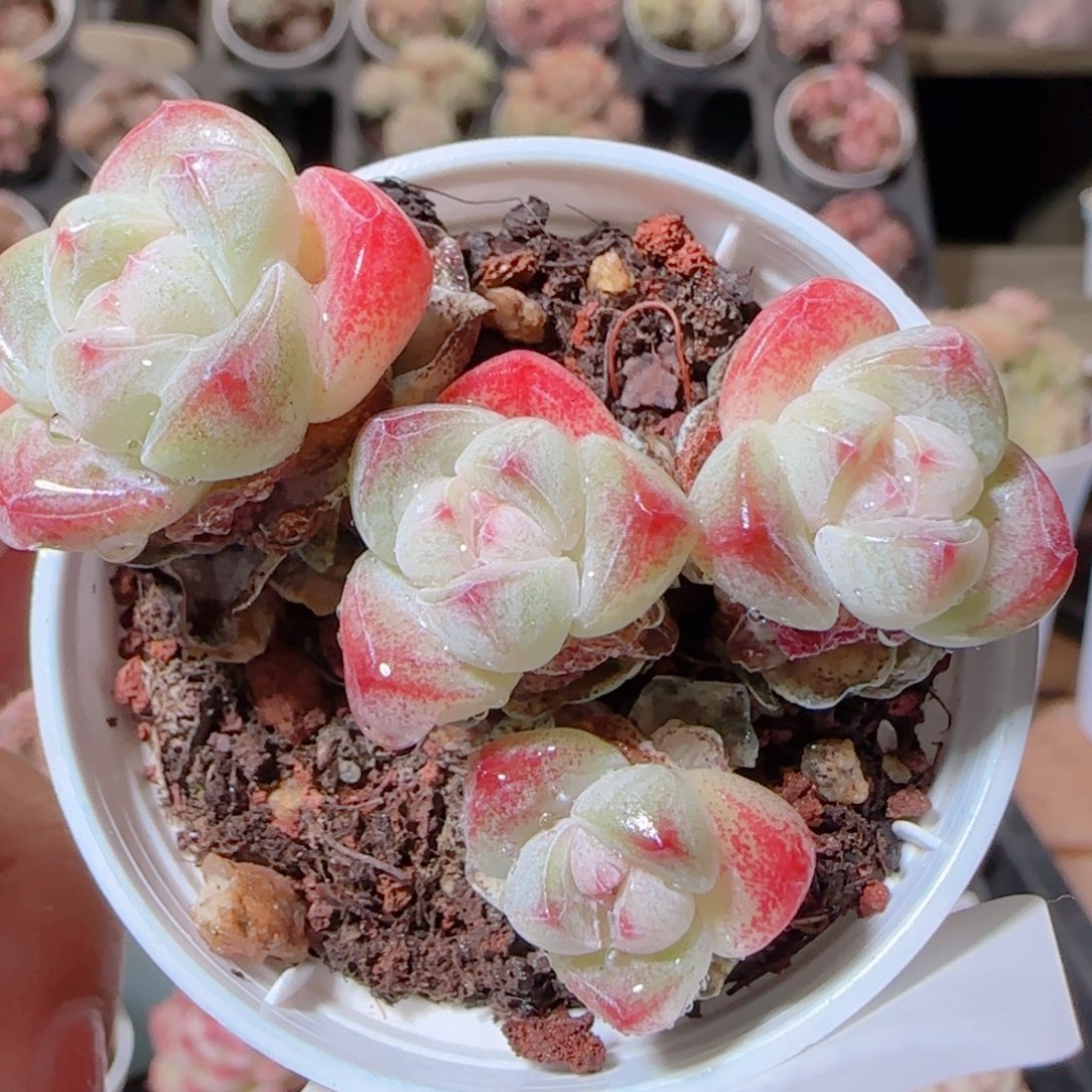 花语多肉1213-16冰玉